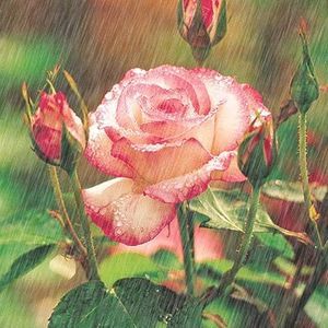 Meet your Posher, Dianne