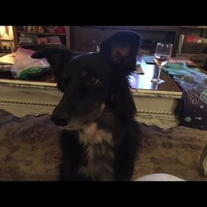 Meet your Posher, Lou