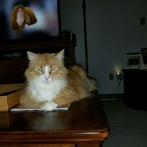 Meet your Posher, Joanne