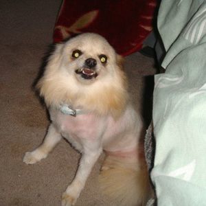 Meet your Posher, Candy