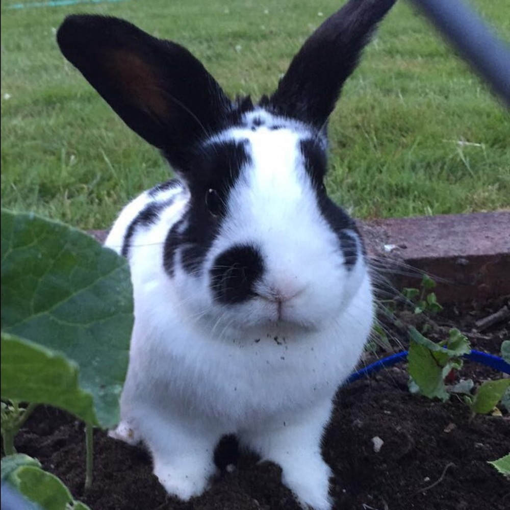 Meet your Posher, Heidi