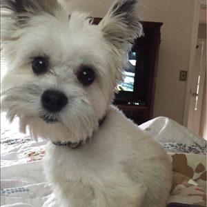 Meet your Posher, Allie