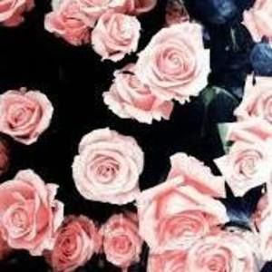 Meet your Posher, Austin