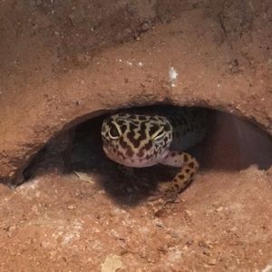 Meet your Posher, Reda