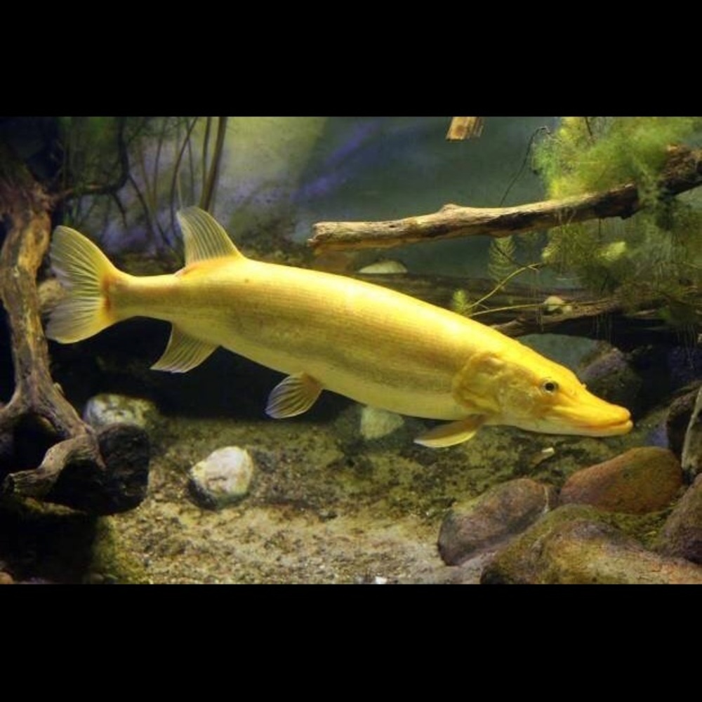 Meet your Posher, Mel