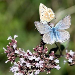 Meet your Posher, Elia