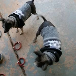 Meet your Posher, Rhonda