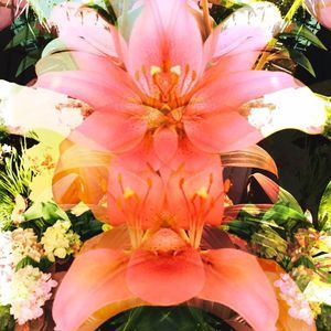 Meet your Posher, Heidi