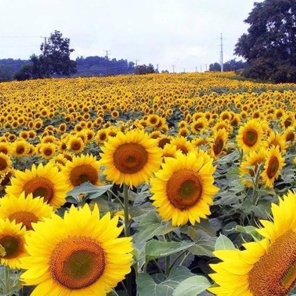 Meet your Posher, Wanda