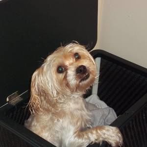 Meet your Posher, Janice