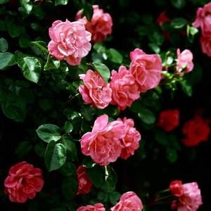 Meet your Posher, Sherry