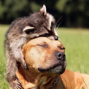 Meet your Posher, Lex