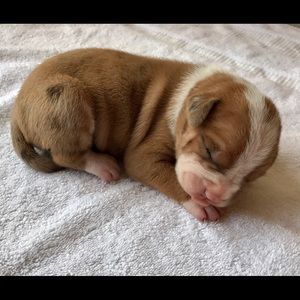 Meet your Posher, Channa