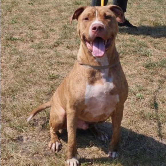 Meet The Posher - Picture 3 of 3