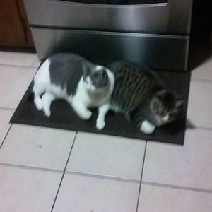 Meet your Posher, Antoinette