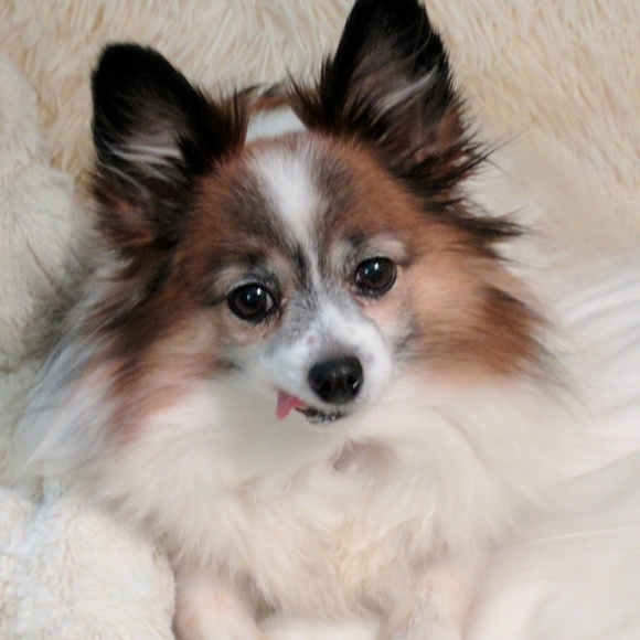 Meet your Posher, Valerie - Picture 2 of 4