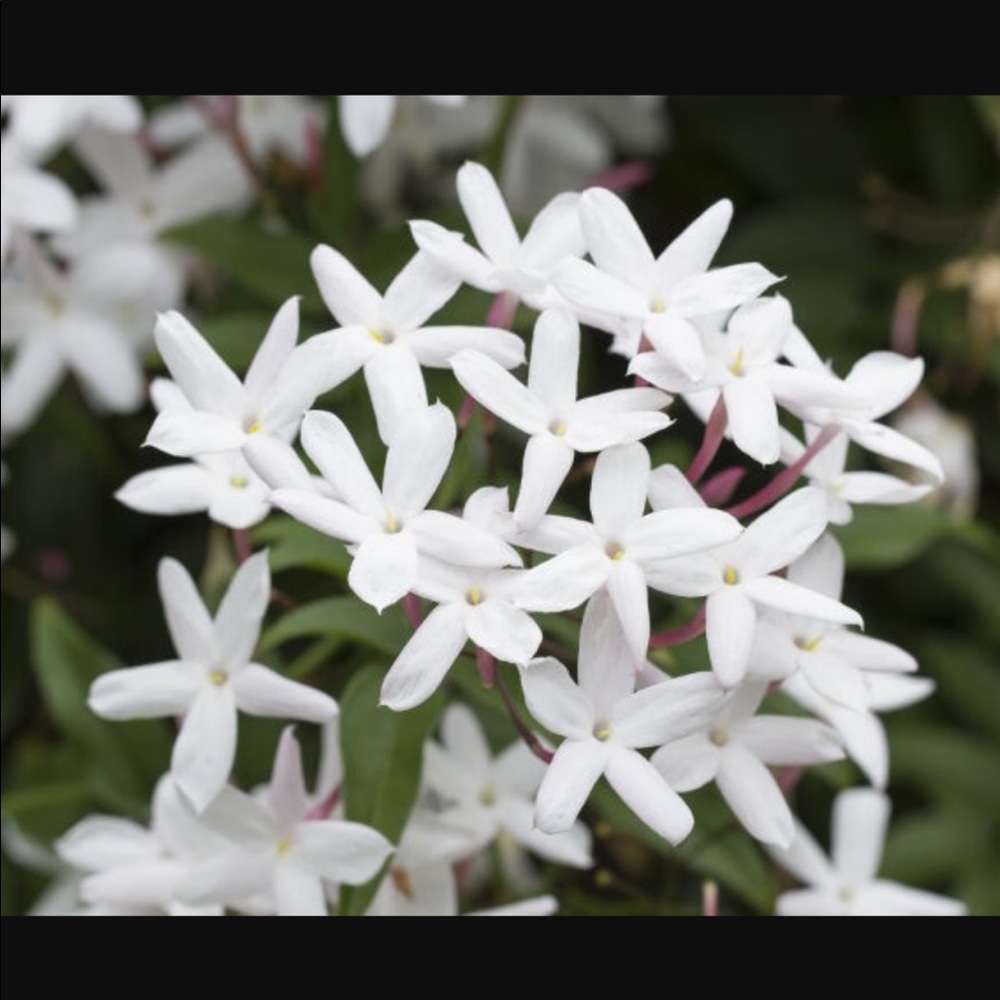 Meet your Posher, Jasmine