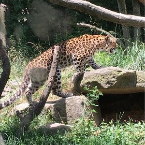 Meet your Posher, Joy