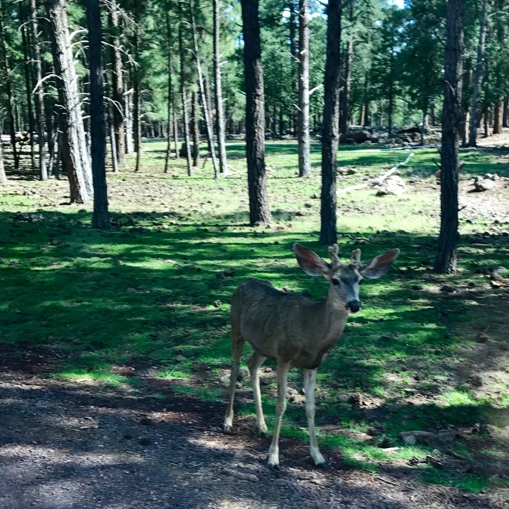 Meet your Posher, Annie