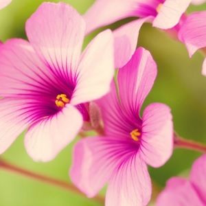 Meet your Posher, Sadie