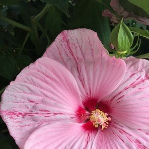 Meet your Posher, Peyton