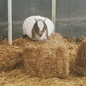 Meet your Posher, Sydney