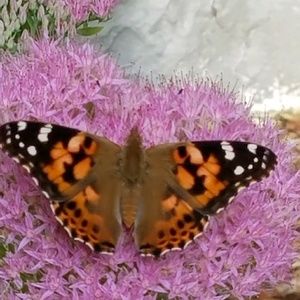 Meet your Posher, Patricia