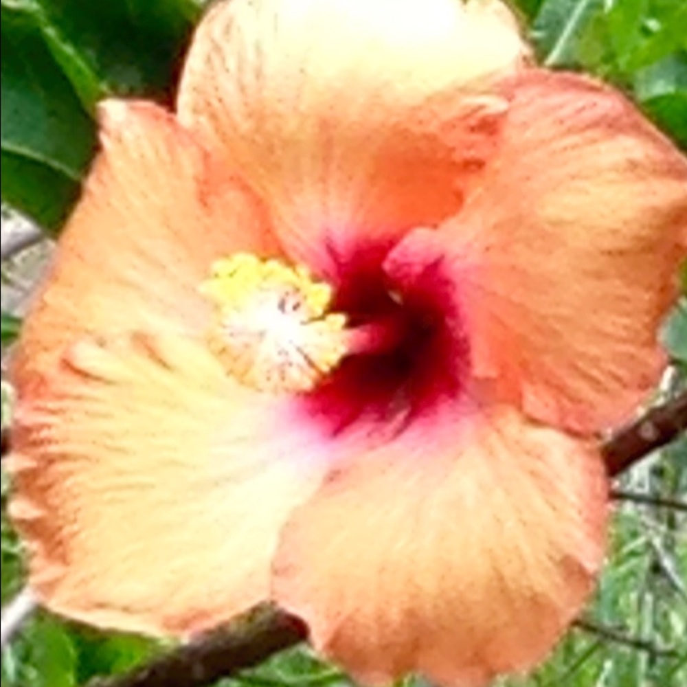 Meet your Posher, Marly