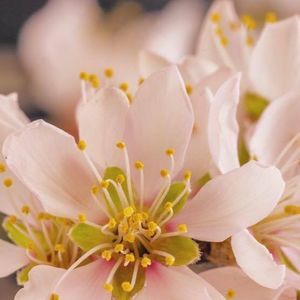 Meet your Posher, Jamiaca