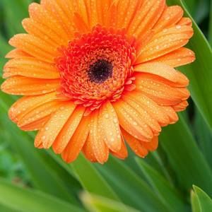 Meet your Posher, Connie