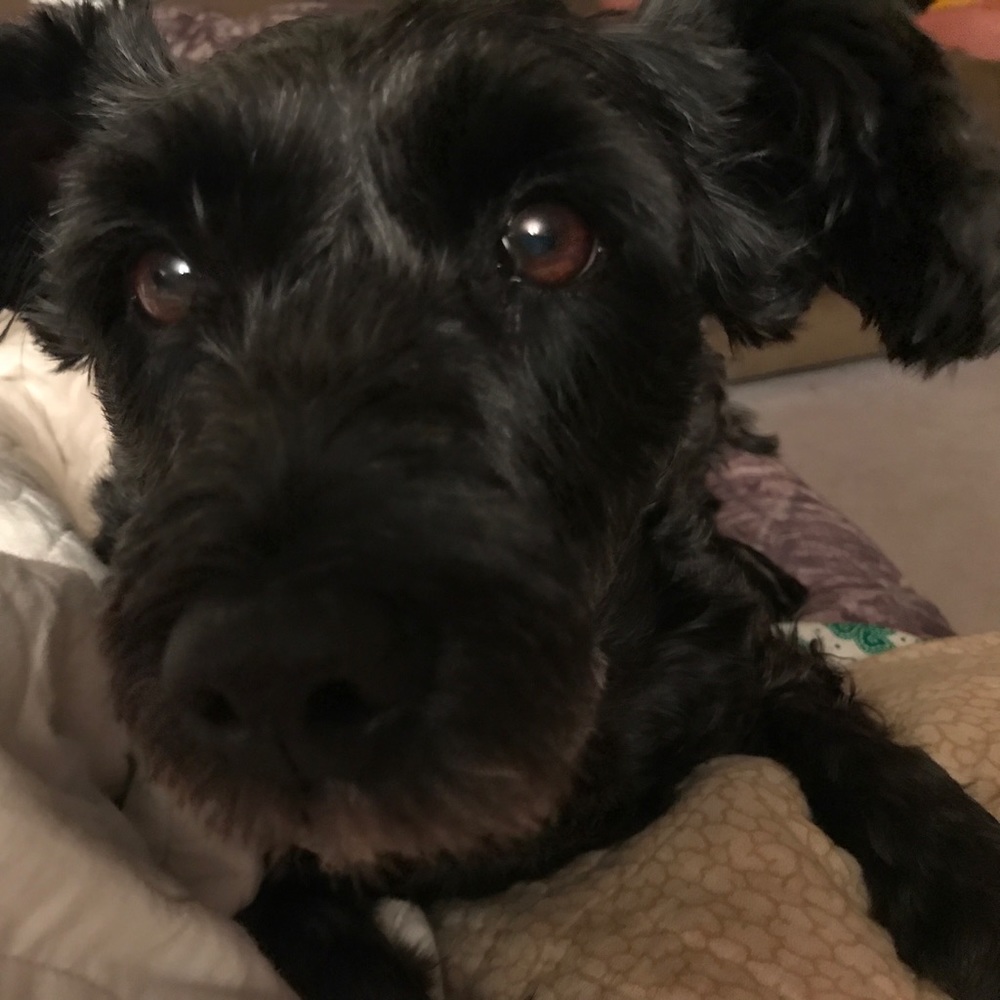 Meet your Posher, Tara