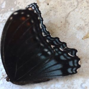 Meet your Posher, Abigail