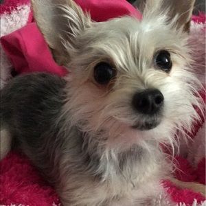 Meet your Posher, Desiree