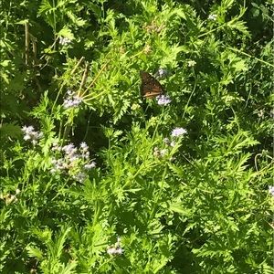 Meet your Posher, Han