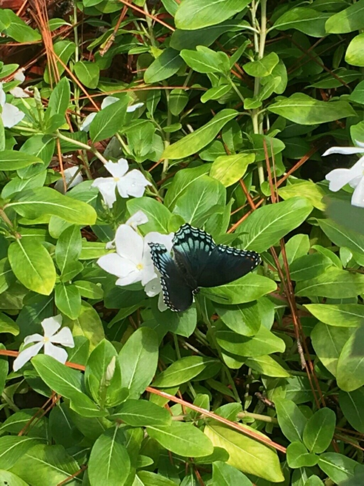 Meet your Posher, Jaicy