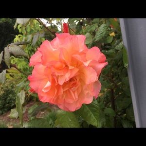 Meet your Posher, Rose