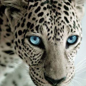 Meet your Posher, Janice