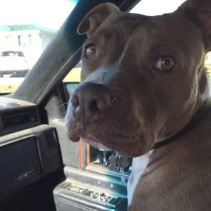 Meet your Posher, Rhett