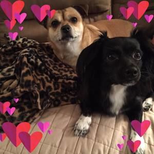 Meet your Posher, Krista