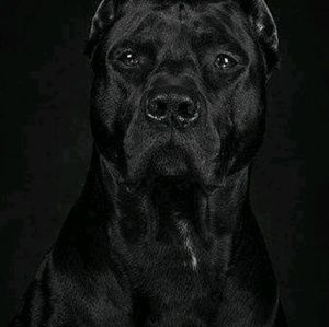 Meet your Posher, Leonard