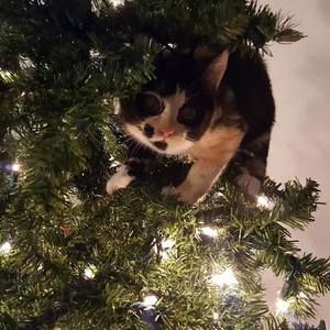 Meet your Posher, Wanda