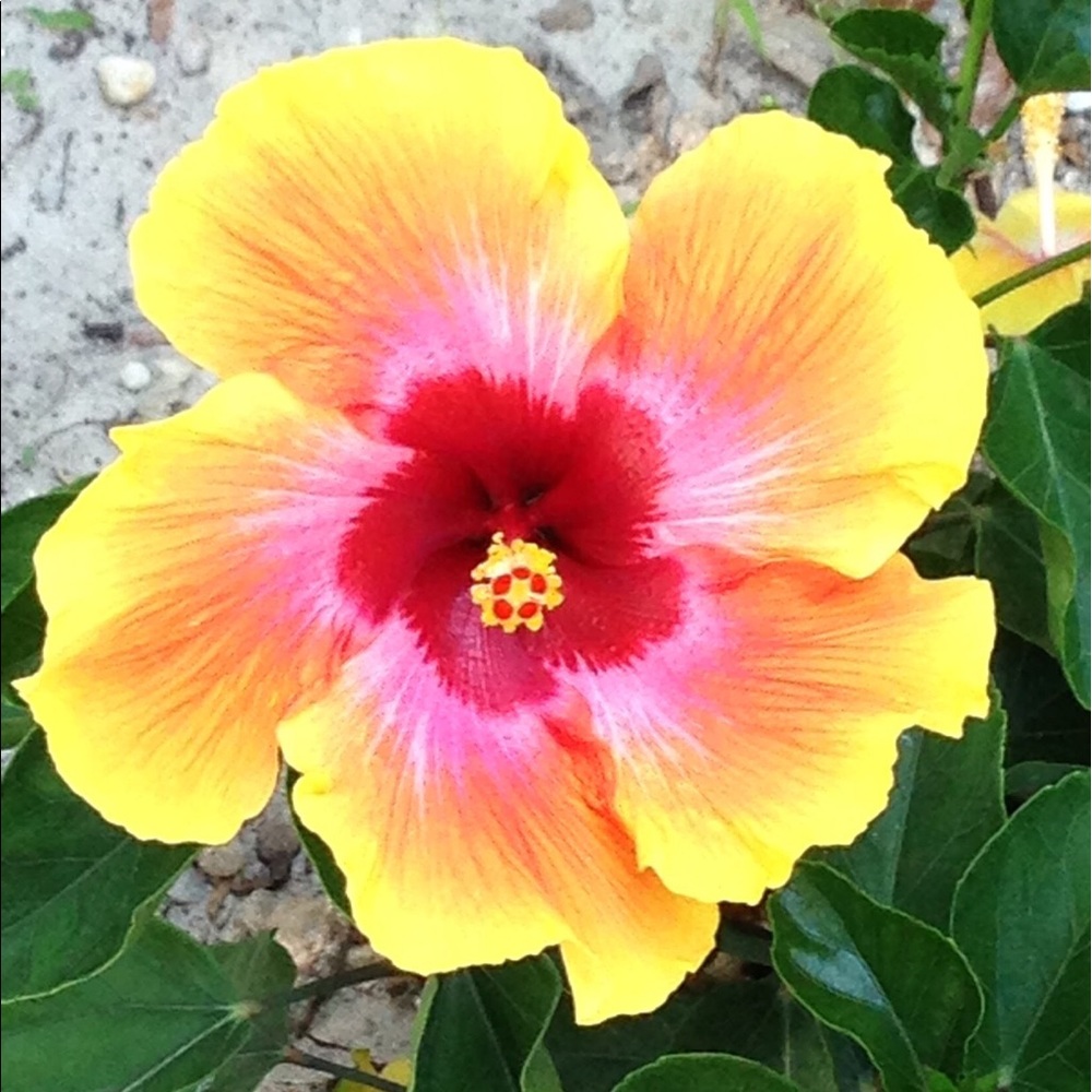 Meet your Posher, Cyndi