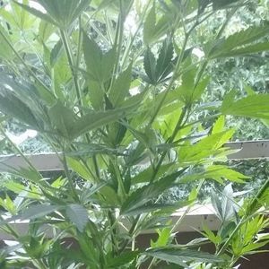 Meet your Posher, Eddie