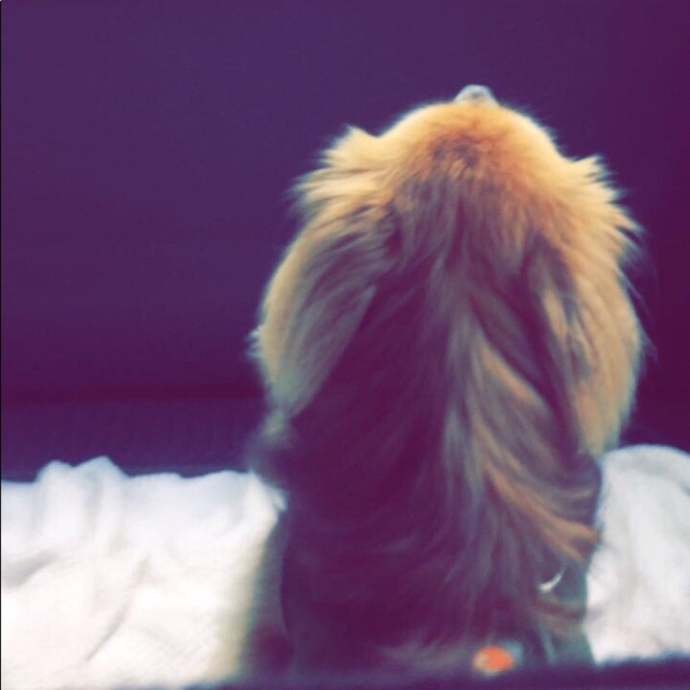 Meet your Posher, Charlotte