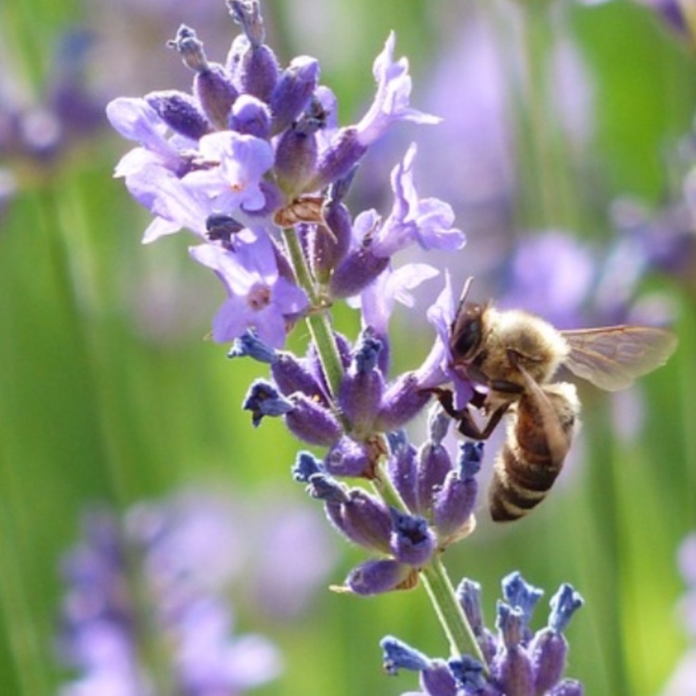 Meet your Posher, Ilaria