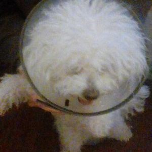 Meet your Posher, Jonas