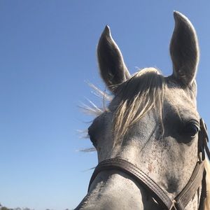 Meet your Posher, Diana