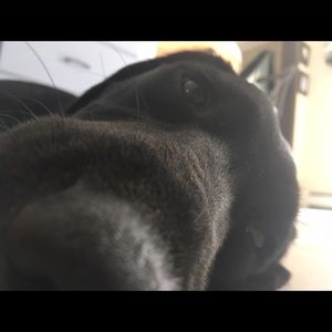 Meet your Posher, Sophia