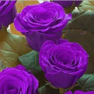 Meet your Posher, Carol