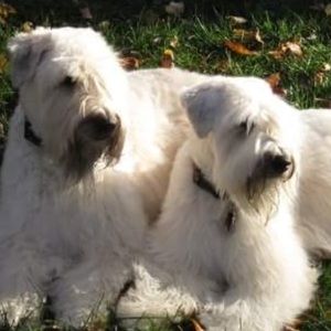 Meet your Posher, Sharla